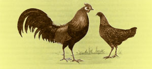Банкива-курица - предок современной курицы