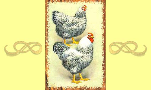 Петух и курица породы Виандот